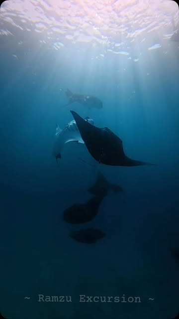 A manta ray gliding through blue water